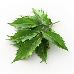 Collection of green leaves against a plain white backdrop