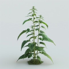 Detailed 3D model of Nettle plant displayed on white backdrop