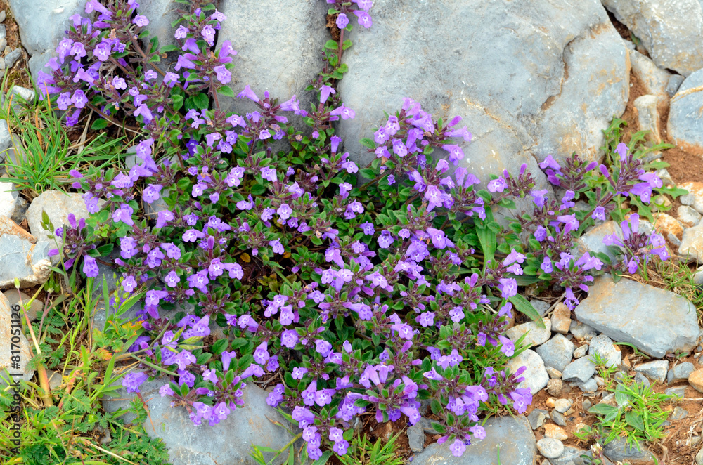 Sticker the rock thyme (clinopodium alpinum or acinos alpinus) in flower