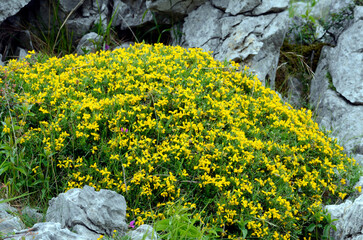 The Spanish gorse (Genista hispanica) in flower