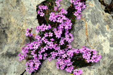 Fairy foxglove flowers (Erinus alpinus) growing between rocks