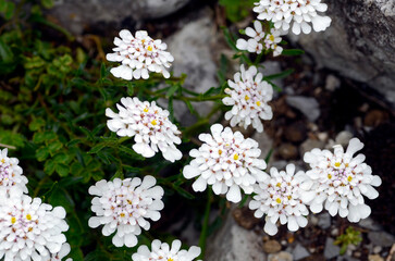 Naklejka premium The rock plant Iberis carnosa in flower