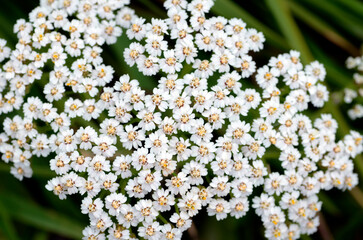 The medicinal plant yarrow (Achillea millefolium) in flower © Jon Benedictus