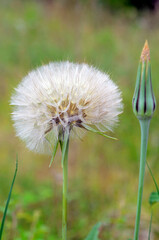 Pappus or meadow salsify achenes (Tragopogon pratensis) with a green background