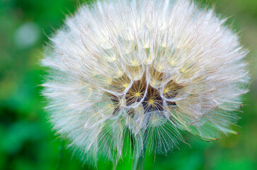 Pappus or meadow salsify achenes (Tragopogon pratensis) with a green background
