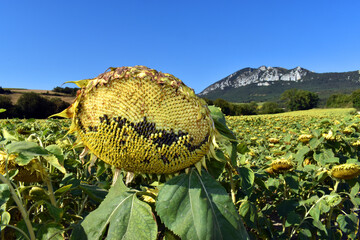 Sunflower cultivation (Helianthus annuus) in Álava. Basque Country. Spain