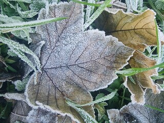 leaves in the frost