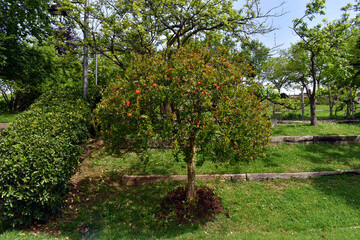 Fototapeta premium A specimen of pomegranate tree (Punica granatum) in flower grown in a park