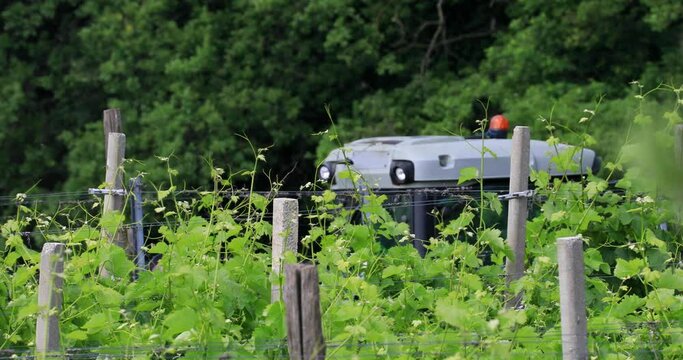 Paesaggio collinare dei vigneti sui Colli Euganei Veneti