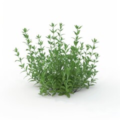 Obraz premium A green Thyme Thymus vulgaris plant on a plain white surface