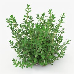 Obraz premium Thyme plant with green leaves on a plain white backdrop