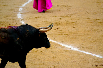 Bull in the bullring. Bullfight