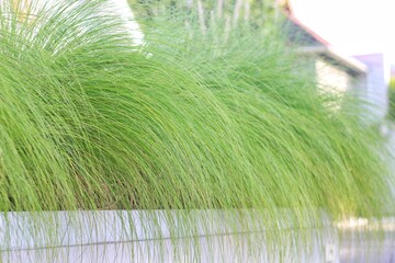(Pennisetum alopecuroides) Chinese fountaingrass or dwarf fontain grass, climbing grass on long graceful stems with pink-white to brownish flowers in spikes and basal long dark-green foliage