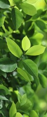 Obraz premium Capture a detailed close-up of vibrant, lush green leaves, embodying eco-friendly business practices with crisp focus and rich texture