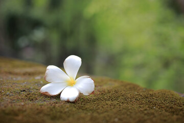 white frangipani flower fall on the moss floor with background is blurred, beautiful and natural