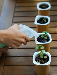 close-up shot, boy spraying small germinated mint plants with water