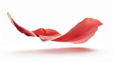 A single rose petal gently floats down captured against a pristine white backdrop with a clear clipping path and complete depth of field