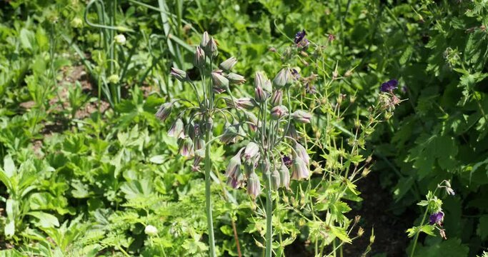 Bulgarian honey garlic or Mediterrean bells (Allium bulgaricum) producing beautiful flowers bell-shaped in umbels as ornamental plant in gardens and attracts an abundance of pollinating insects