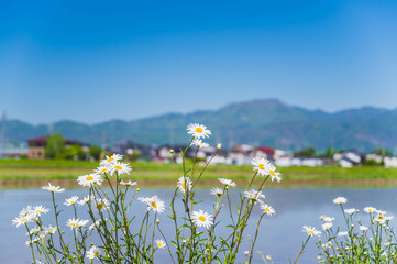 春に咲くマーガレット
