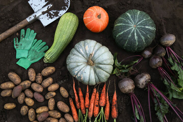 Autumn vegetables background in garden. Harvest of bunch fresh raw carrot, beetroot, potato,...
