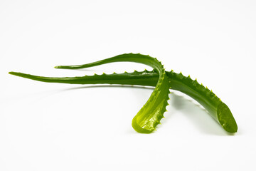 Two fresh leaves of an aloe plant isolated on a white background.