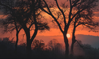 sunset in the forest