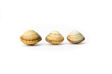 This image features a single cockles with natural brown patterns isolated against a white...