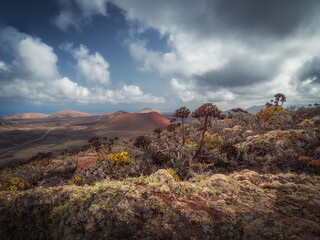 Volcanic landscape with flowers in the foreground