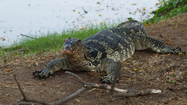Water monitor lizard resting near pond