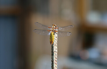 Plattbauch - Broad-bodied Chaser
