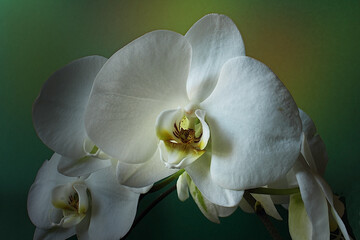 orchidea