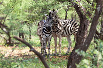 two loving zebras interacting in the bush