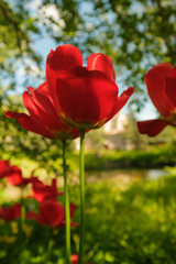 Lots of red tulips in the garden.