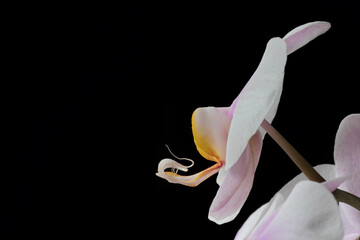 profilo orchidea © giovanni