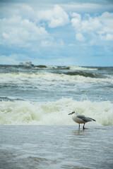 A seagull on the shore of a raging sea