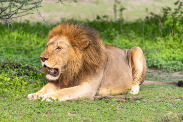 Male lion resting after feeding