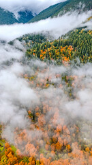 fog in the forest