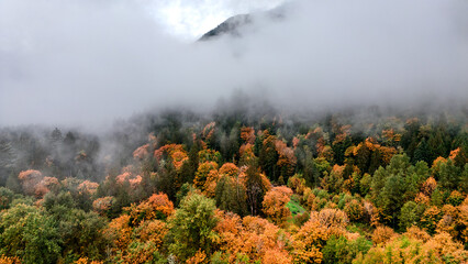 Fototapeta premium fog in the forest