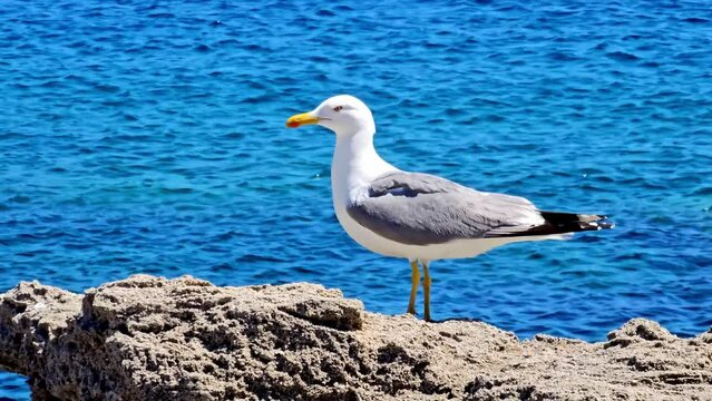 M&ouml;we