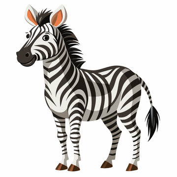 zebra isolated on white background
