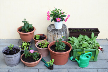 Vegetable, fruit, herbs and flowers in containers. Container gardening concept. Spring time