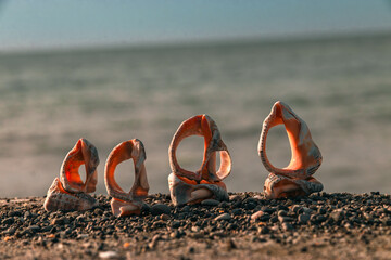 A seashell and a sandy beach on a blurred background of the sea. A seashell on the beach. The...