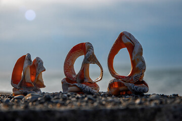 A seashell on the beach. A seashell and a sandy beach on a blurred background of the sea. The concept of relaxation and spa. Tourism. Seashells on a blurry seascape background. Selective focus.