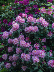 Blühendes im Park, blühende Rhododendron