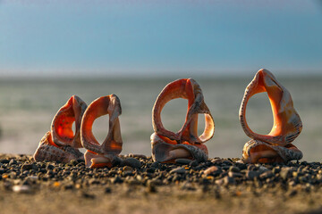 A seashell on the beach. A seashell and a sandy beach on a blurred background of the sea. Seashells...