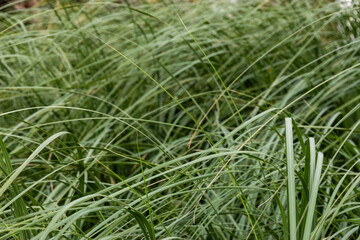 Thick green grass. The background image. Very abstract images of long, thick grass. Selective focus.