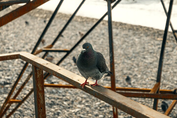 A pigeon poses on a fence in close-up. The male pigeon is an urban wild bird in its natural habitat. The pigeon sits quietly on the metal fence of the park. A pigeon on a metal fence. Selective focus.