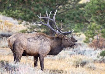 Bull Elk in Rocky Mountain National Park	
