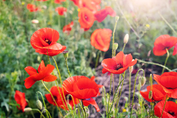 Red poppies in a field in sunlight