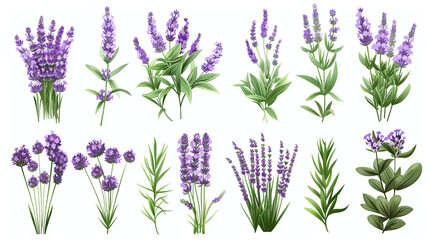 A set of lavender sprigs. Vector illustration isolated on a white background.